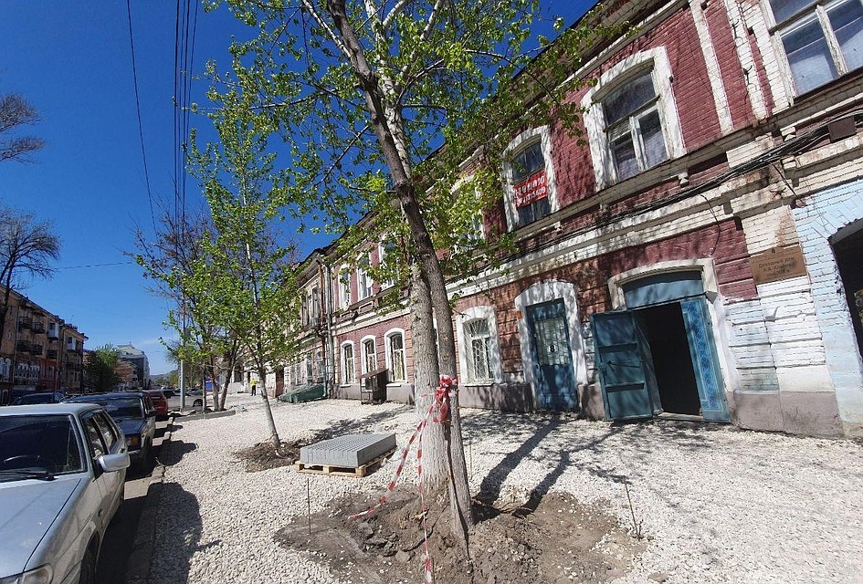 Деревья Саратова Фото